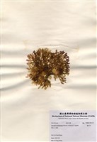 藏品(海木耳)的圖片